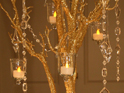 Gold Manzanita Tree